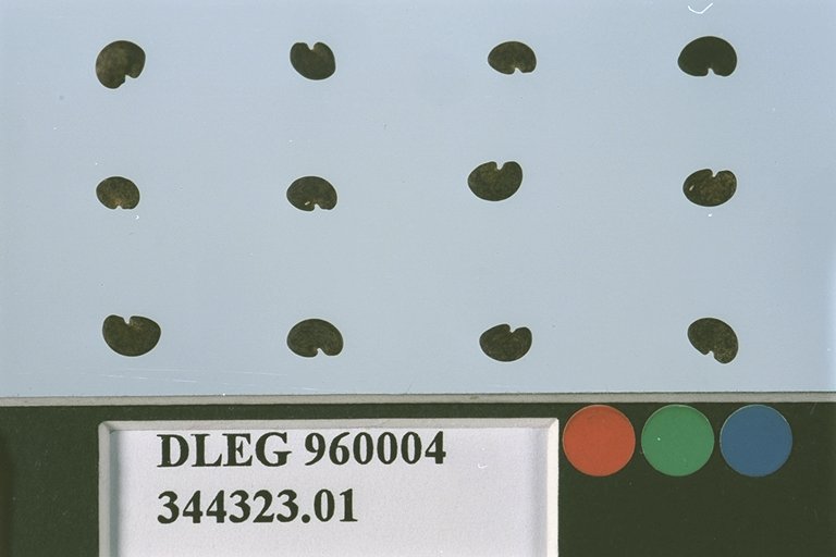 SEED