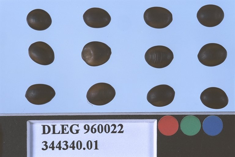 Click for 1 image(s) for this accession. SEED