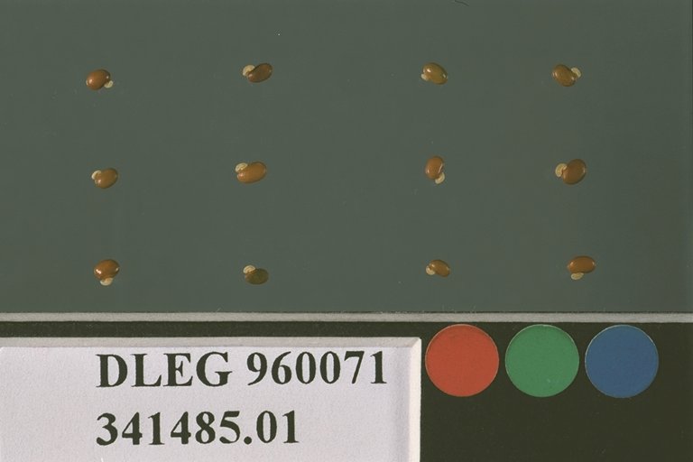 SEED