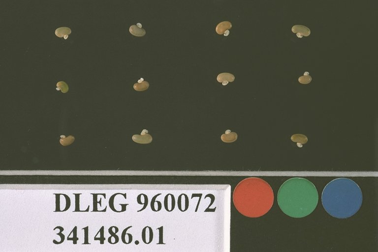 SEED