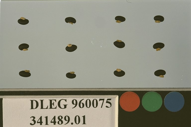 SEED