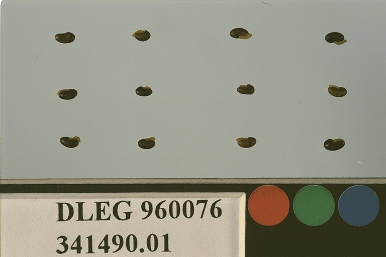 SEED