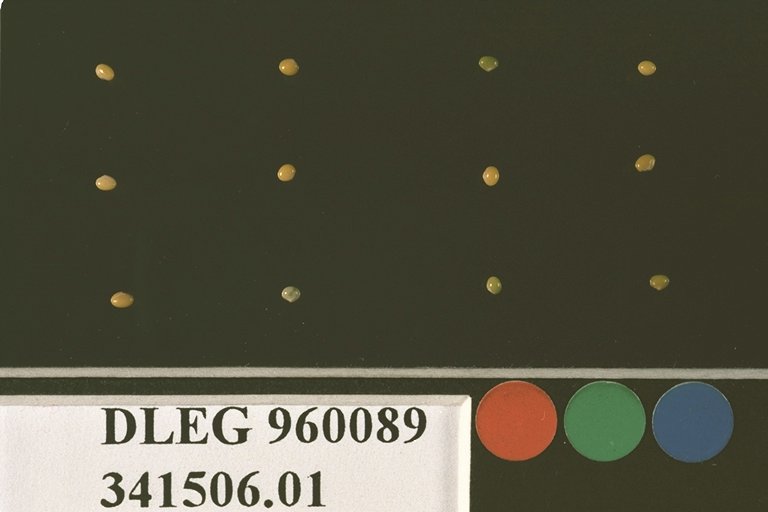 SEED