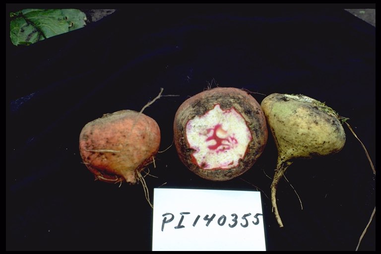 Click for 1 image(s) for this accession. ROOT