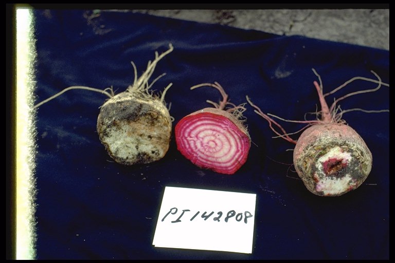 Click for 1 image(s) for this accession. ROOT