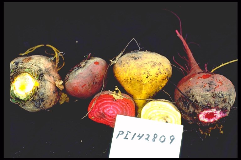 Click for 1 image(s) for this accession. ROOT