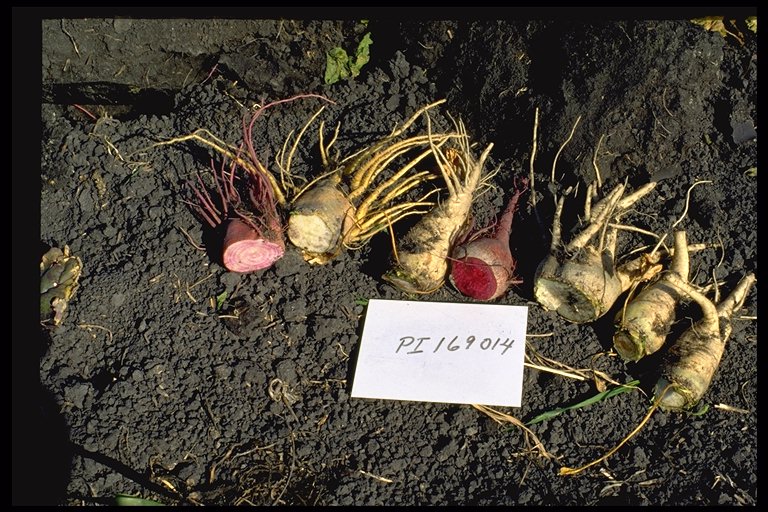 Click for 1 image(s) for this accession. ROOT