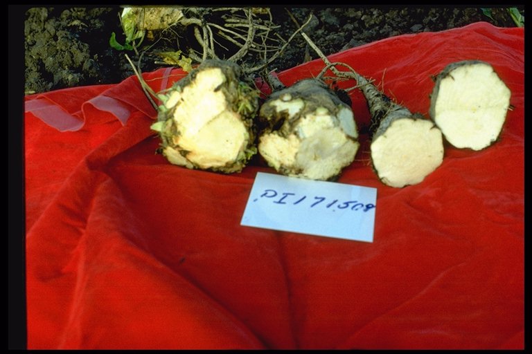 ROOT