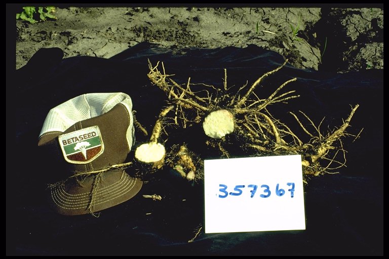 Click for 1 image(s) for this accession. ROOT