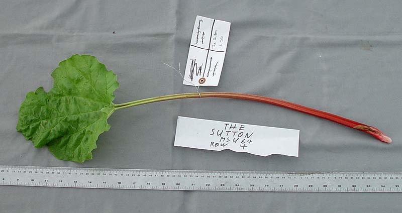 LEAF