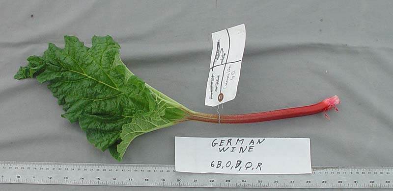 LEAF