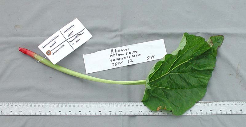 LEAF