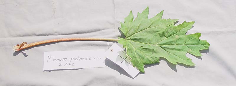 LEAF
