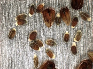 SEED