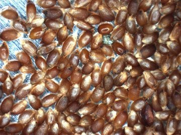 SEED