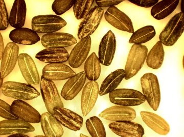 SEED