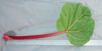 LEAF
