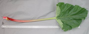 LEAF