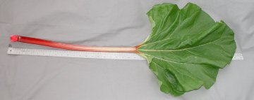 LEAF