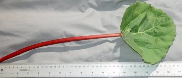 LEAF