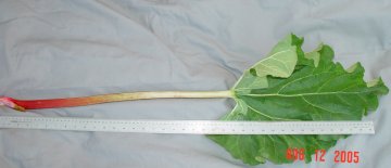 LEAF