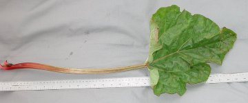 LEAF