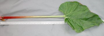 LEAF