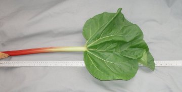 LEAF