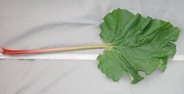 LEAF