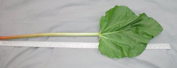 LEAF