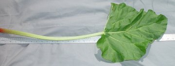 LEAF