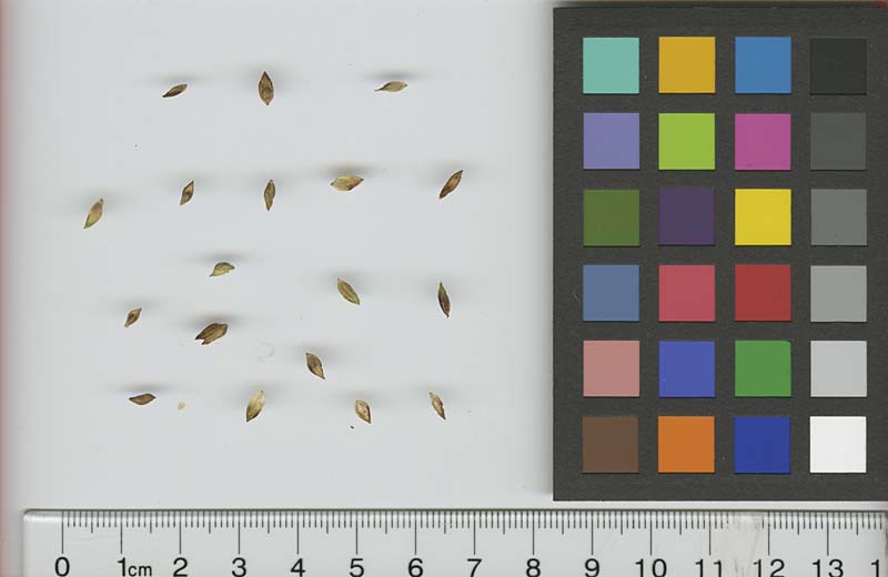 SEED