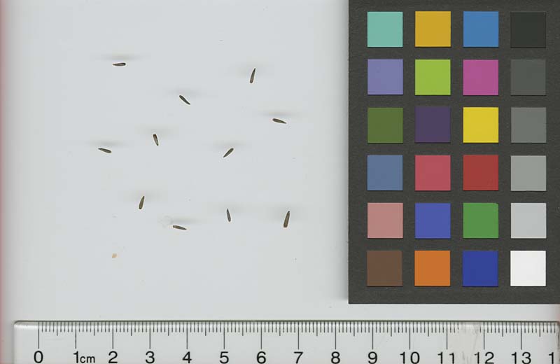 SEED