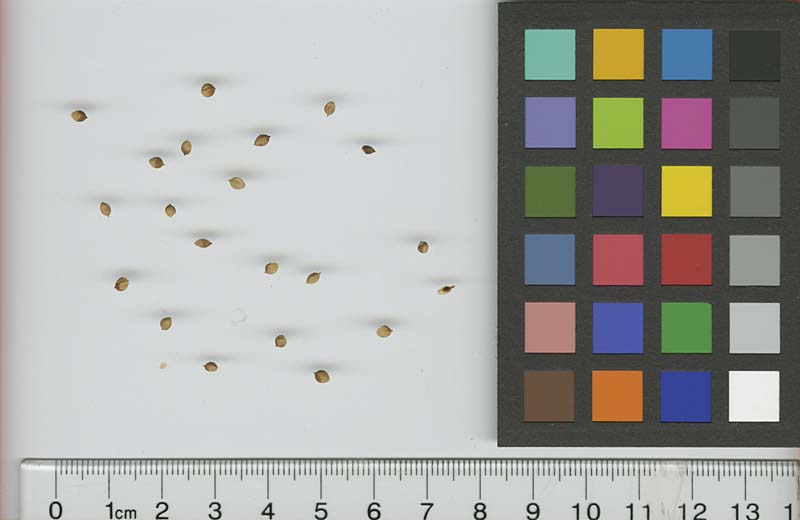 SEED
