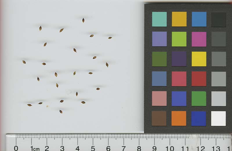 SEED