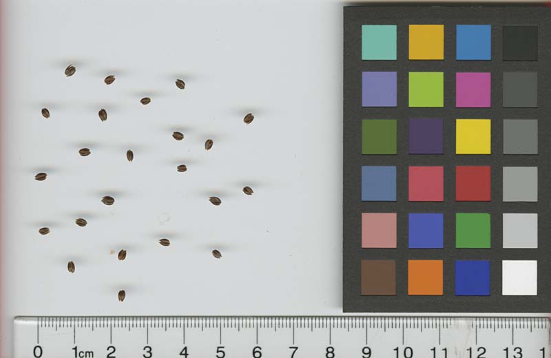 SEED