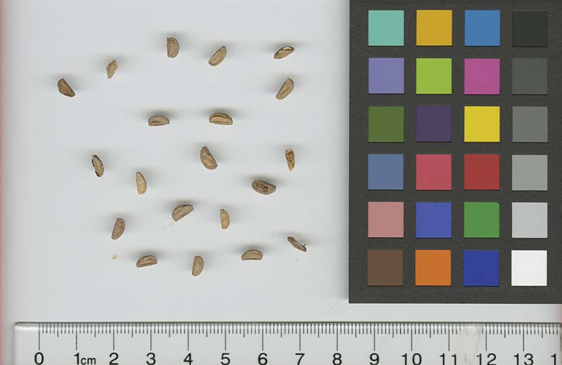 Click for 1 image(s) for this accession. SEED
