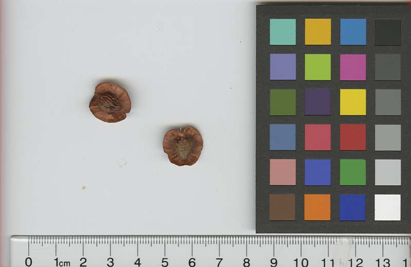 SEED
