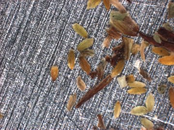 SEED