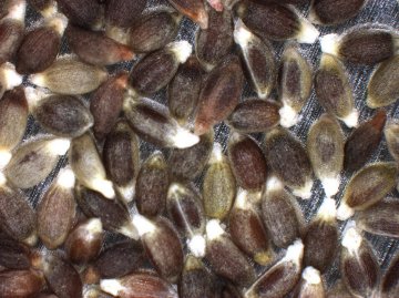 SEED
