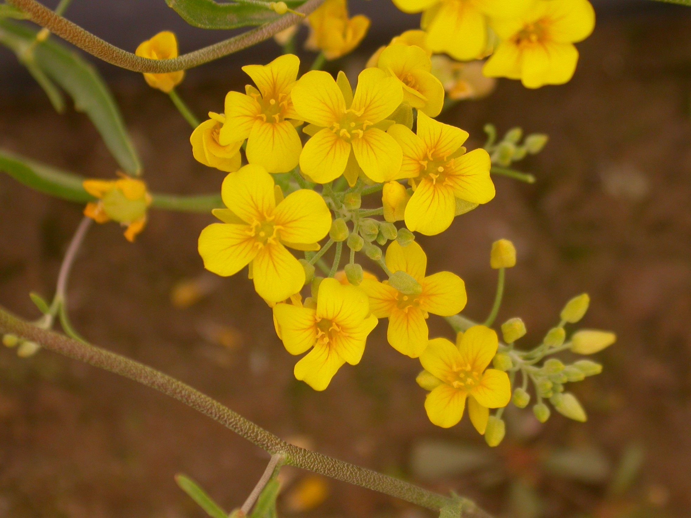 FLOWER