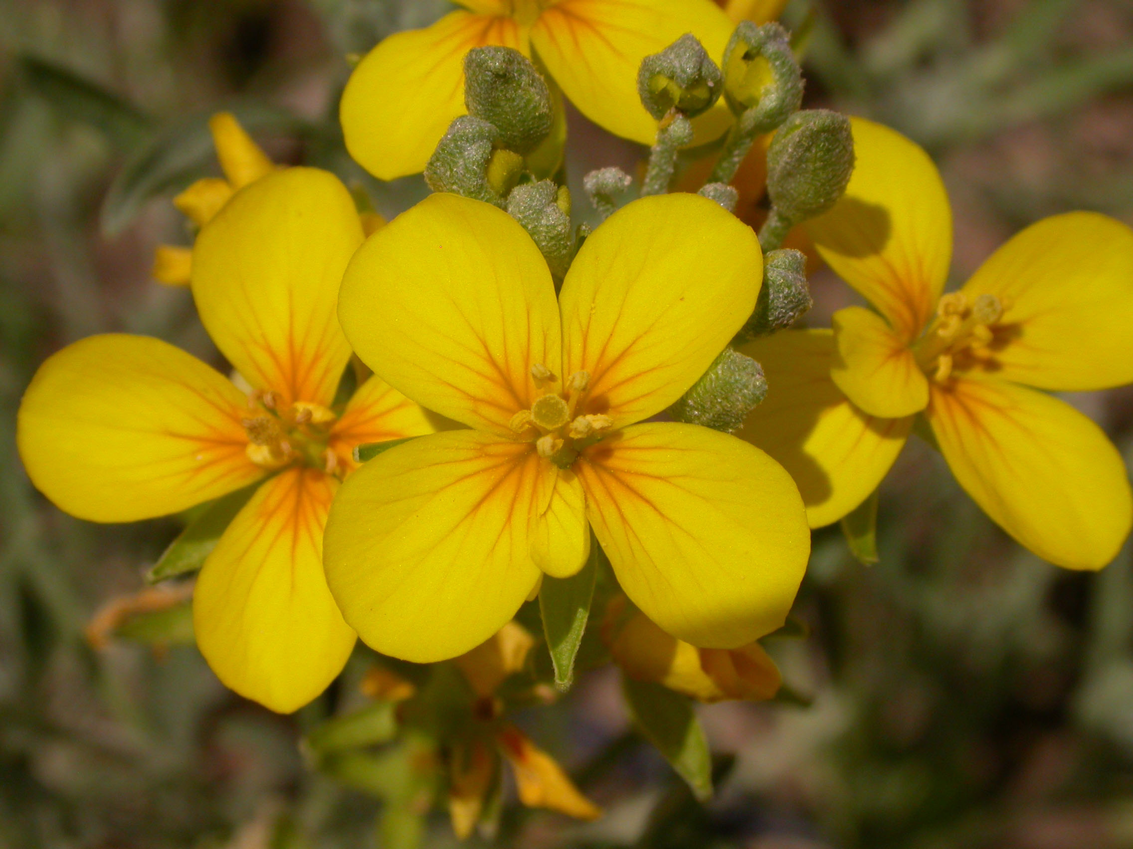 FLOWER
