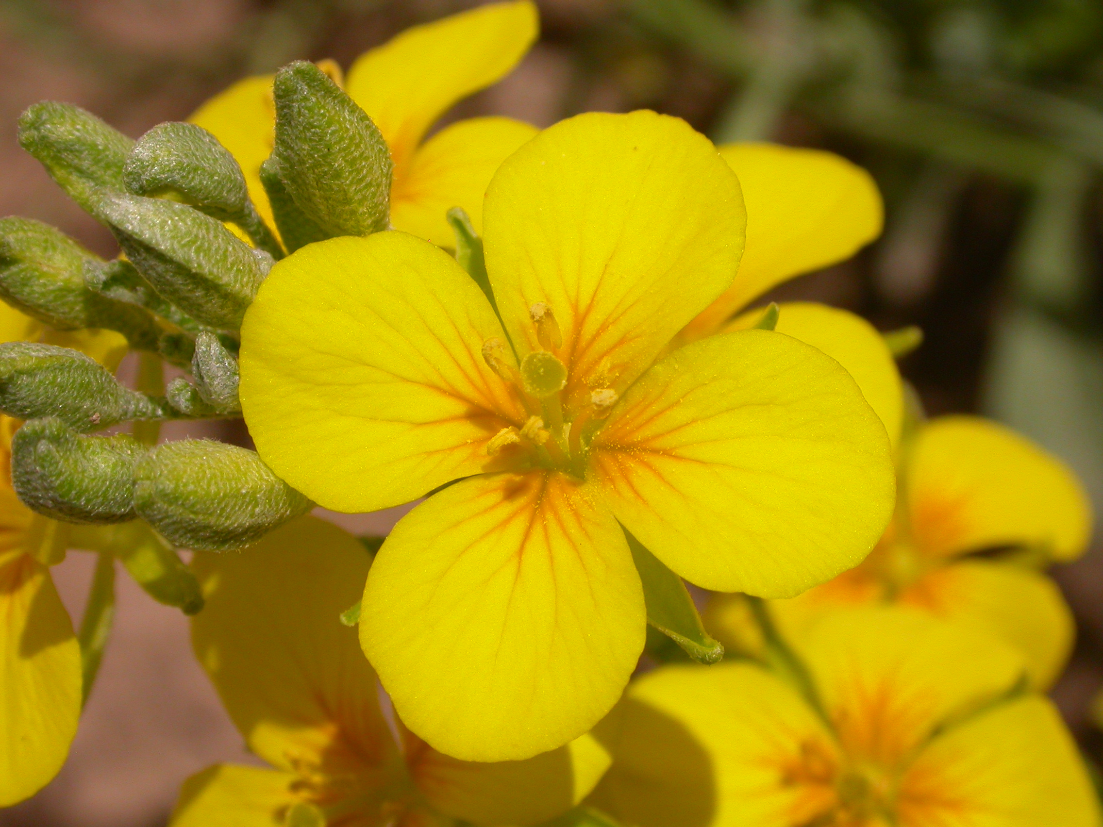 FLOWER