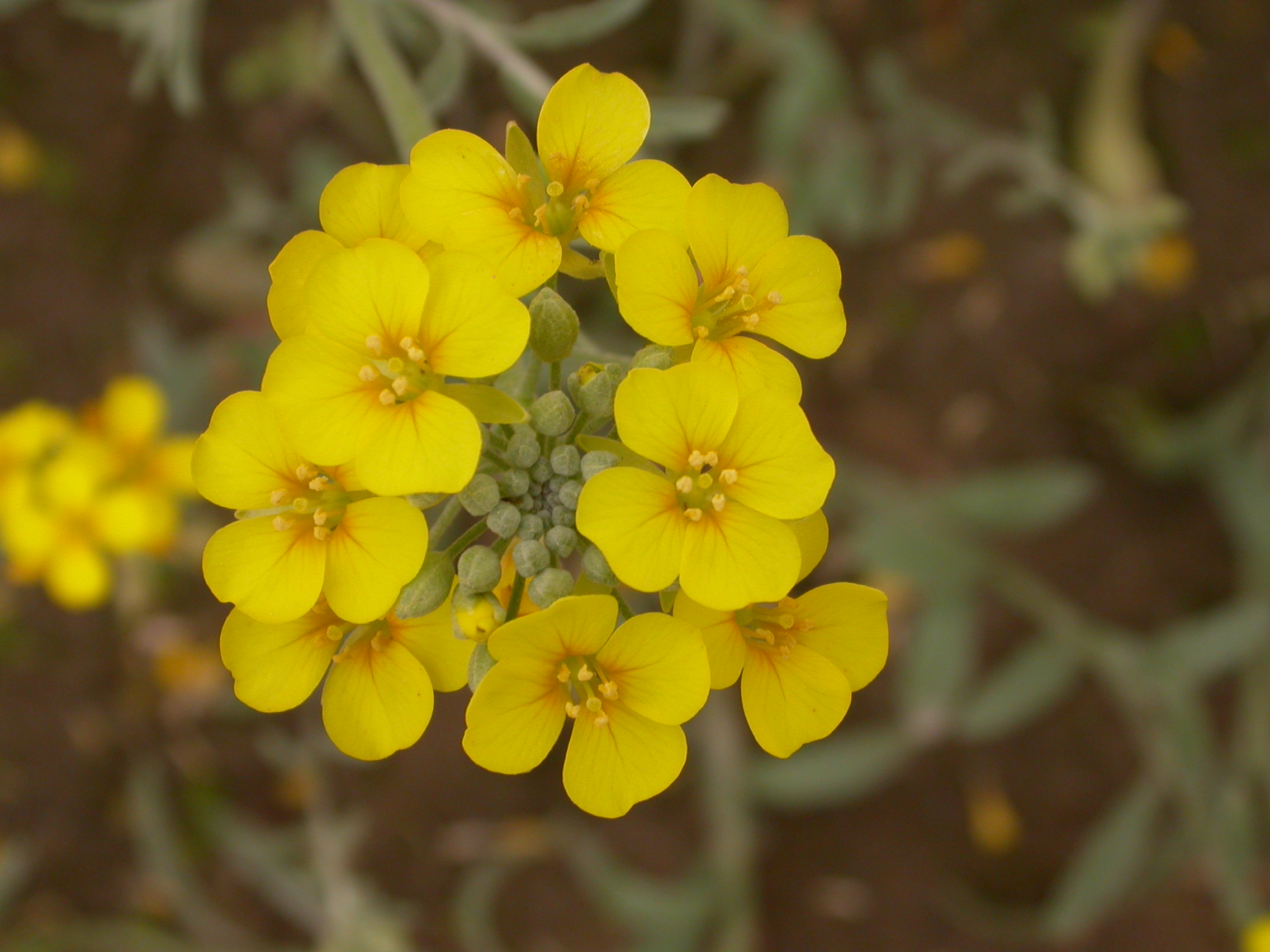 FLOWER