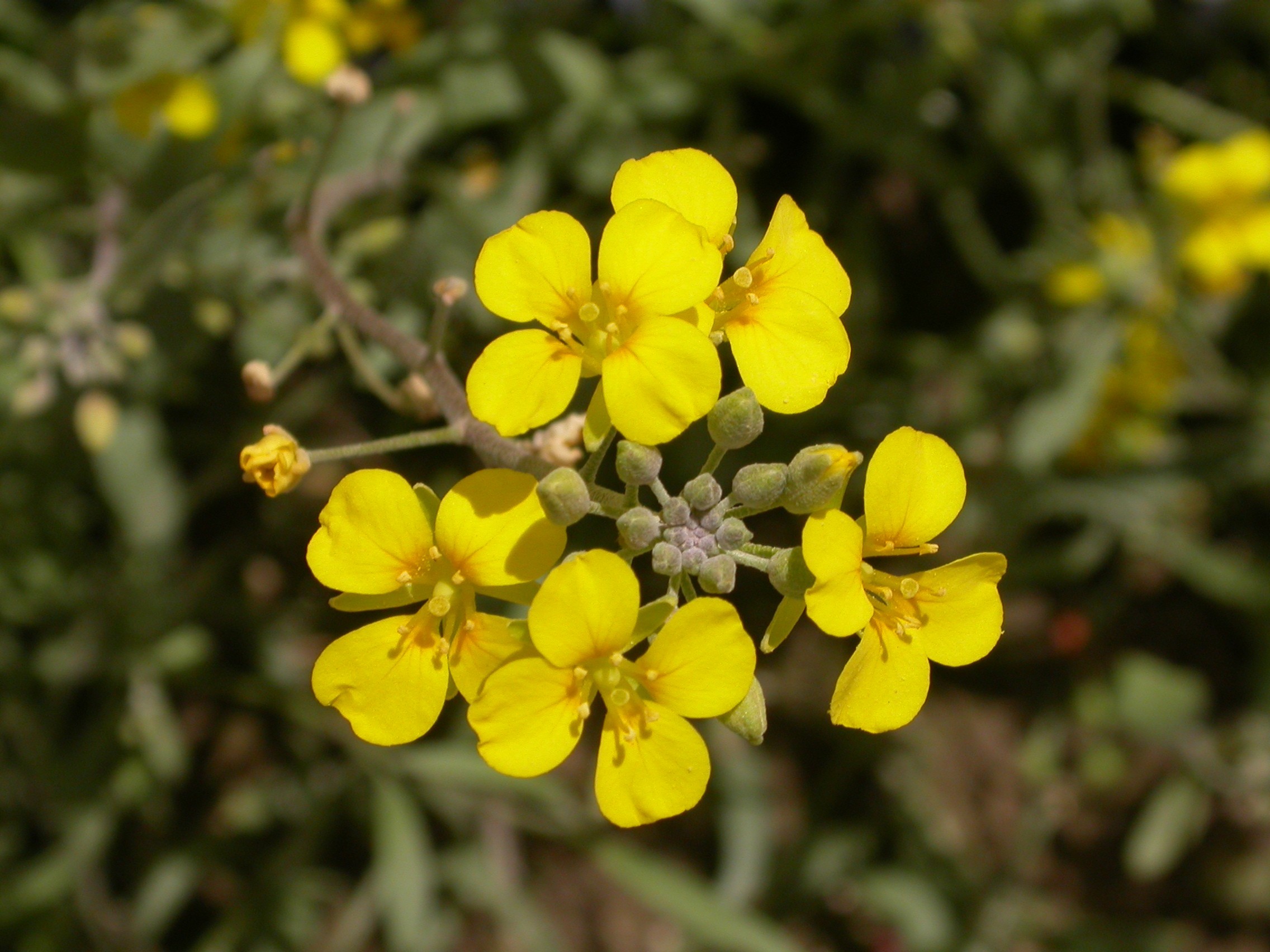 FLOWER