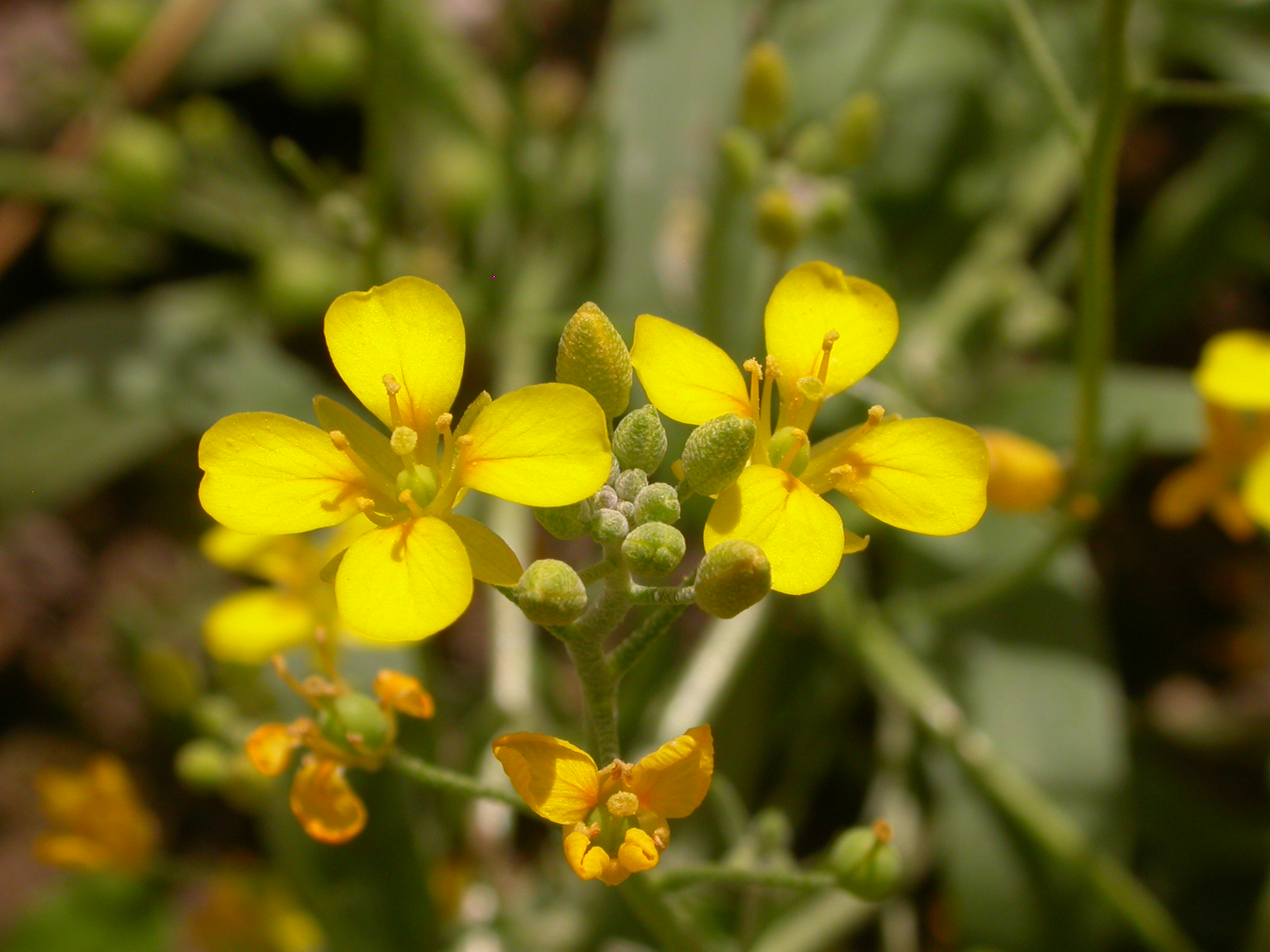 FLOWER