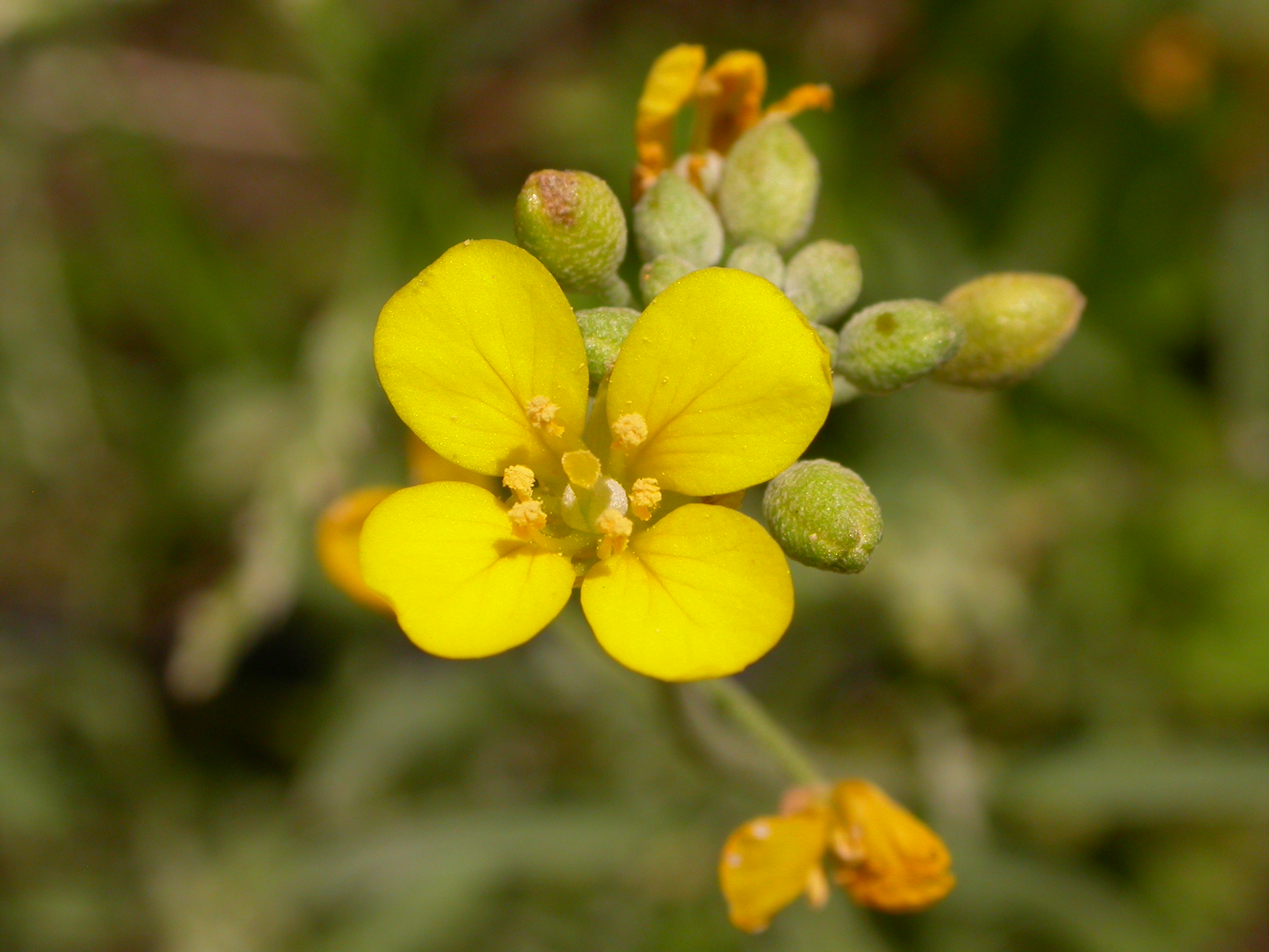 FLOWER