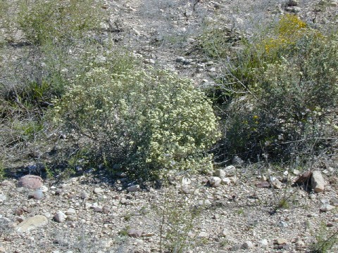 Click for 1 image(s) for this accession. HABITAT