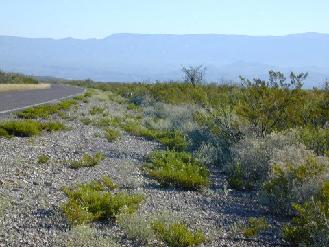 Click for 1 image(s) for this accession. HABITAT