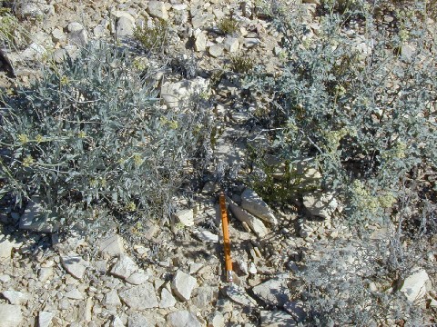 Click for 5 image(s) for this accession. HABITAT